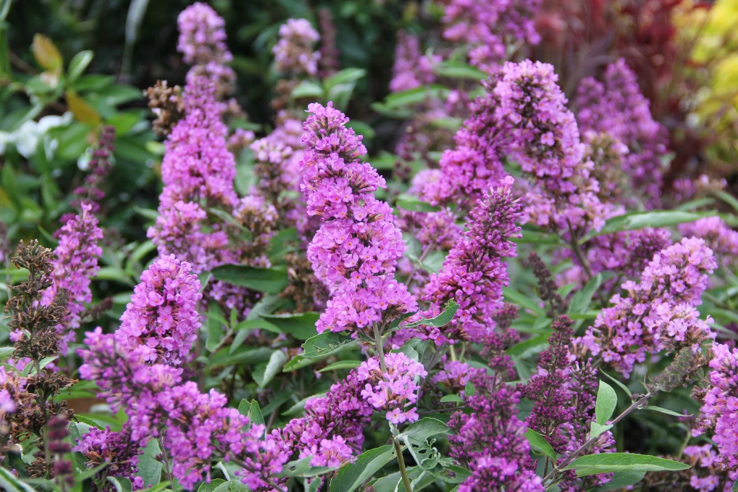 Buddleja Davidii 'Free Petite® Tutti Frutti' (Zwerg-Sommerflieder) – Bild 2