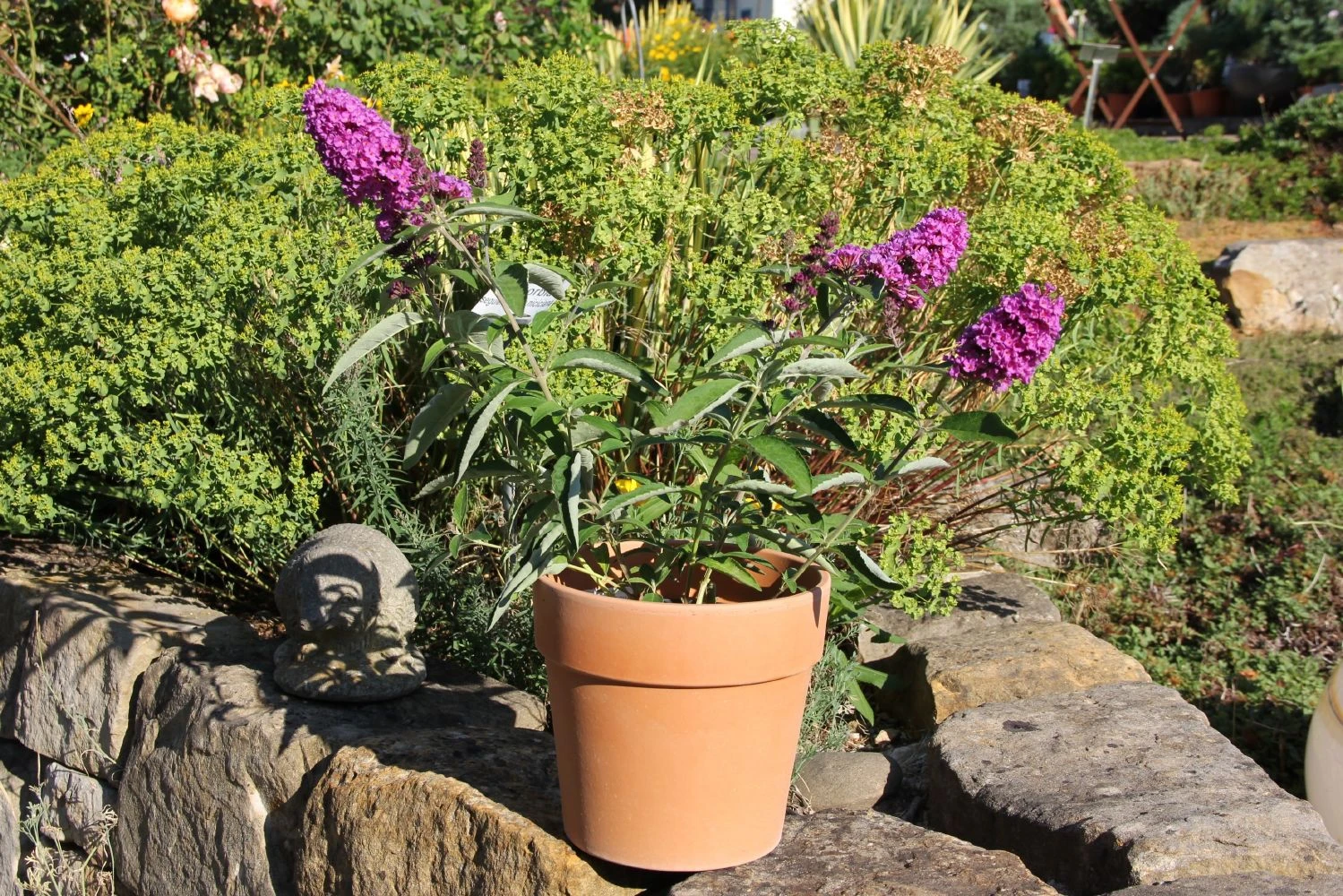 Buddleja Davidii 'Free Petite® Tutti Frutti' (Zwerg-Sommerflieder) – Bild 3