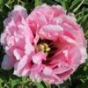 Paeonia Rockii 'Long Yuan Zhuang Shi' (Strauchpfingstrose 'Held Des Nordwestl. Plateaus')