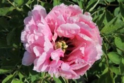 Paeonia Rockii 'Long Yuan Zhuang Shi' (Strauchpfingstrose 'Held Des Nordwestl. Plateaus')