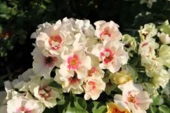 Rose 'SEE YOU® In Purple' (Persische Rose)