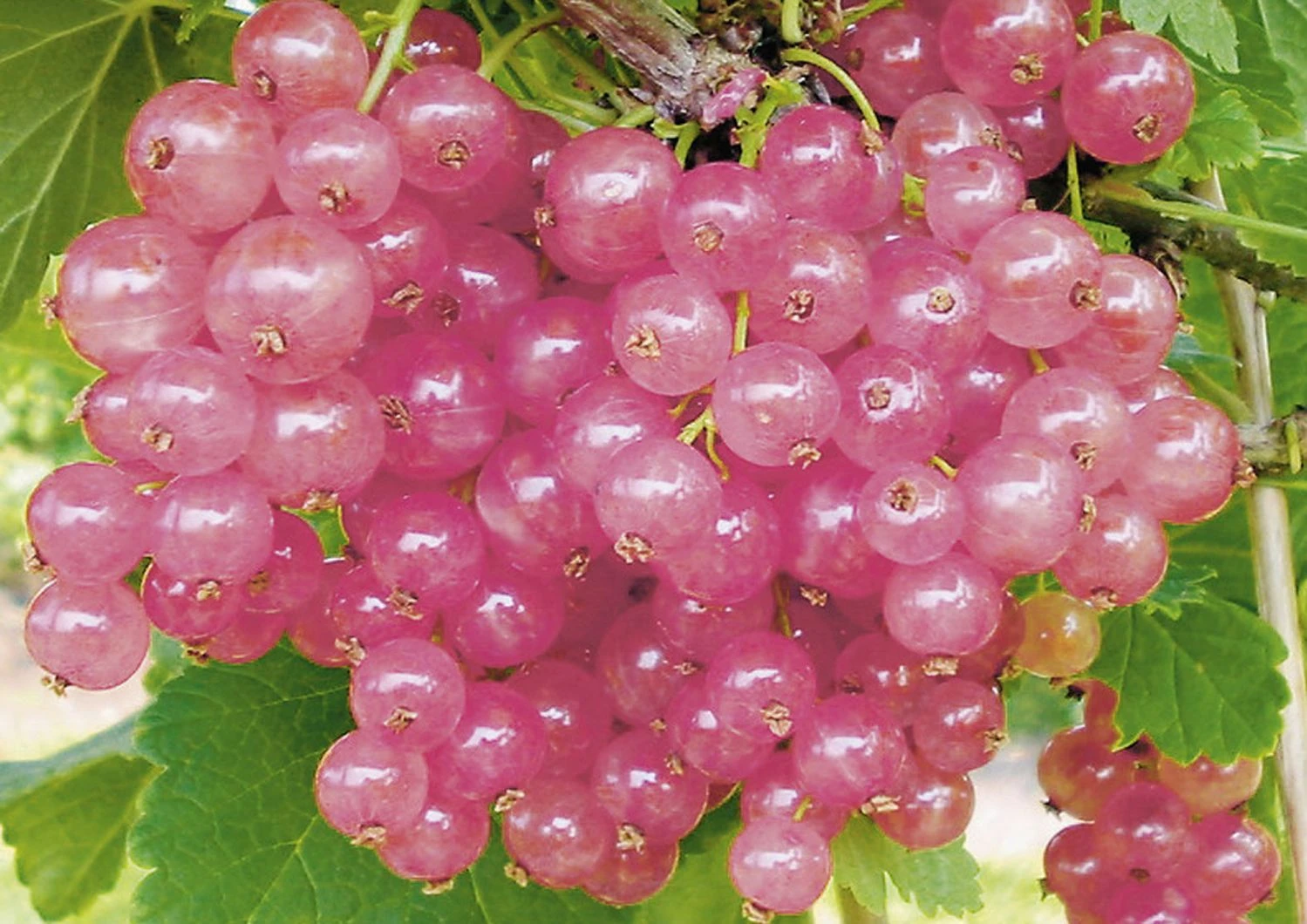 Ribes Rubrum 'Rosalinn' (Rosa Johannisbeere)