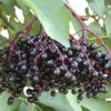 Sambucus Nigra 'Haschberg' (Schwarzer Holunder)