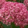 Hydrangea Arborescens 'Pink Annabelle' (Ballhortensie)