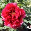 Paeonia Suffruticosa 'Shimazubeni' (Strauchpfingstrose 'Roter Shimazu')