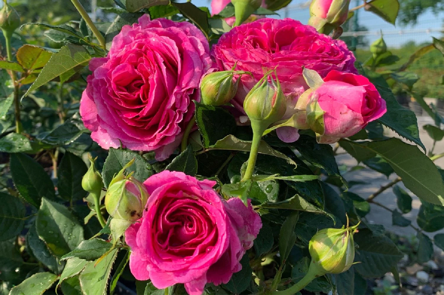 Rose 'Fräulein Maria' (Beetrose)