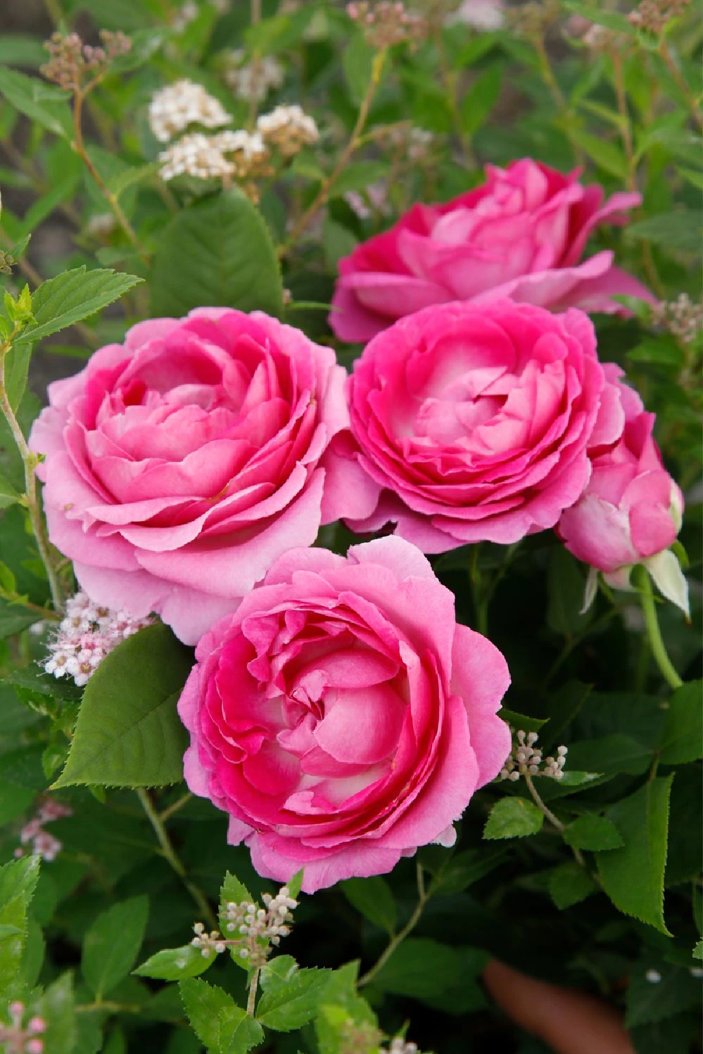 Rose 'Fräulein Maria' (Beetrose) – Bild 2