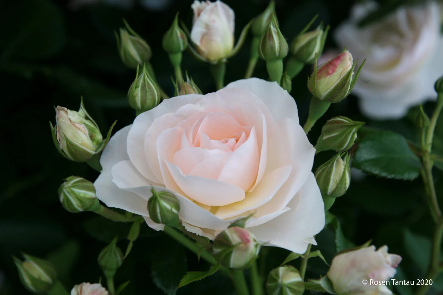 Rose 'Sirius' (Beetrose)