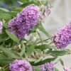 Buddleja Buzz® 'Violet' (Zwerg-Sommerflieder)