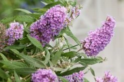 Buddleja Buzz® 'Violet' (Zwerg-Sommerflieder)