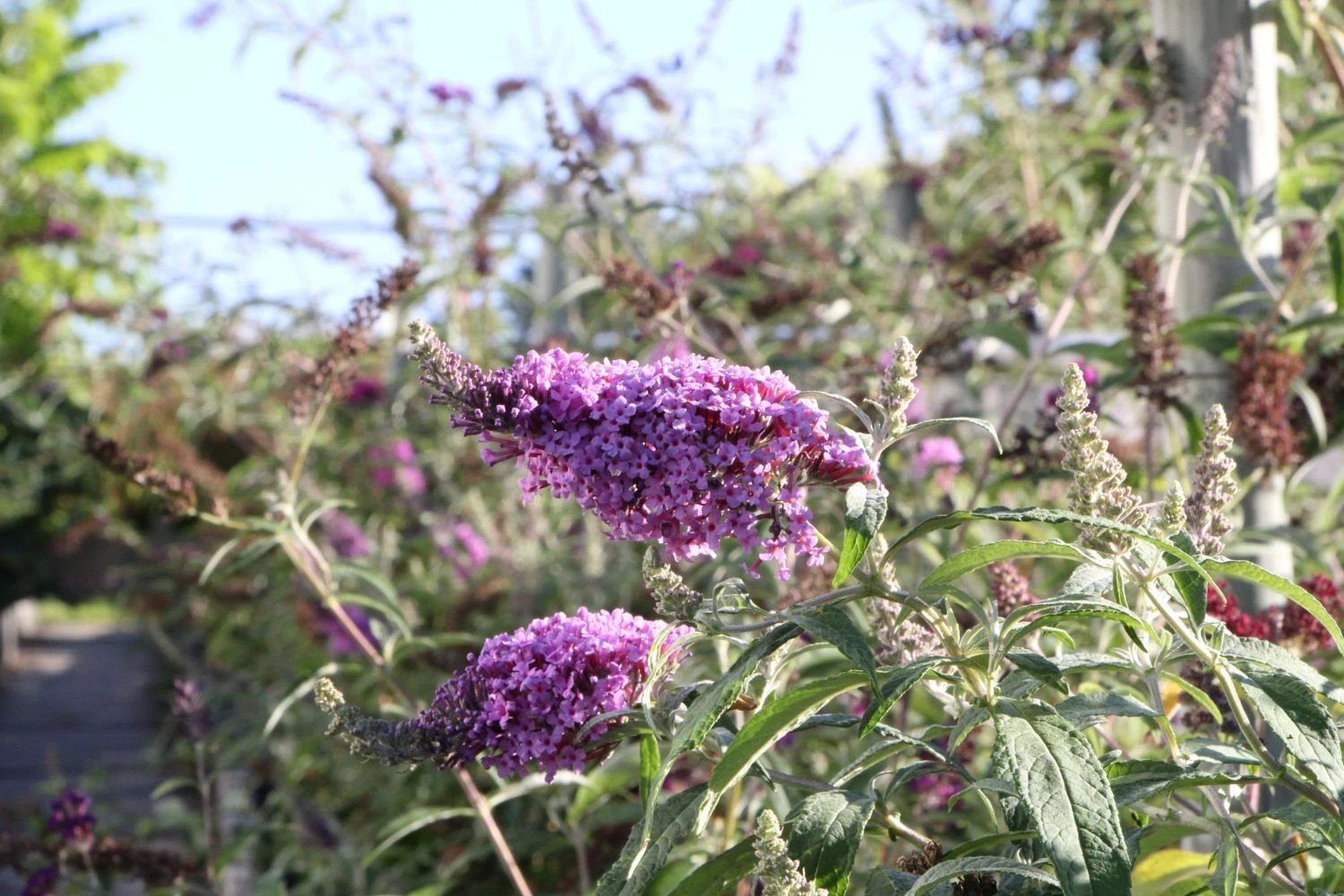 Buddleja Buzz® 'Violet' (Zwerg-Sommerflieder) – Bild 2