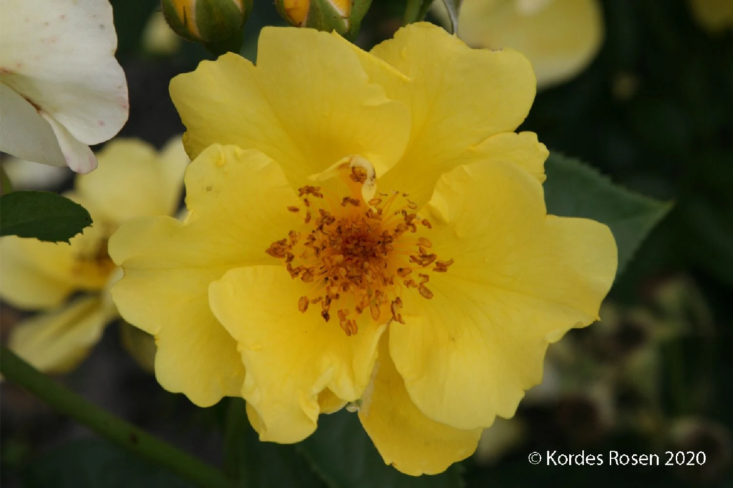 Rose 'Lemon Fizz' (Beetrose)