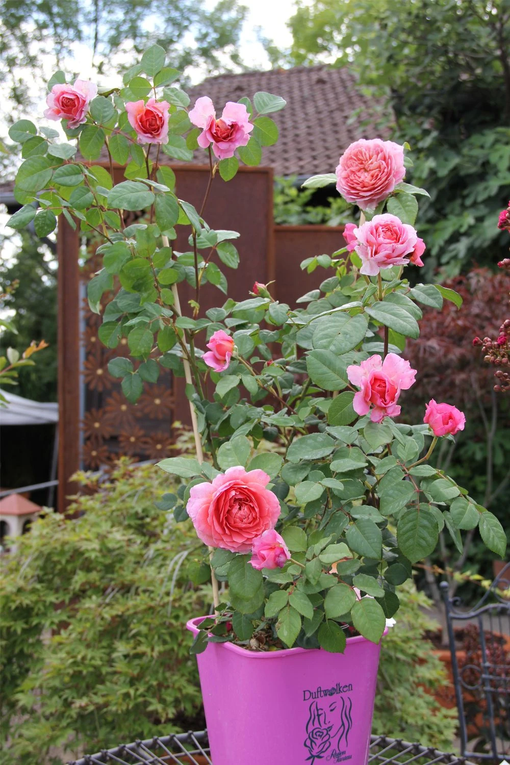 Rose 'Eisvogel' (Edelrose) – Bild 2