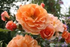 Rose 'Arabia' (Strauchrose)