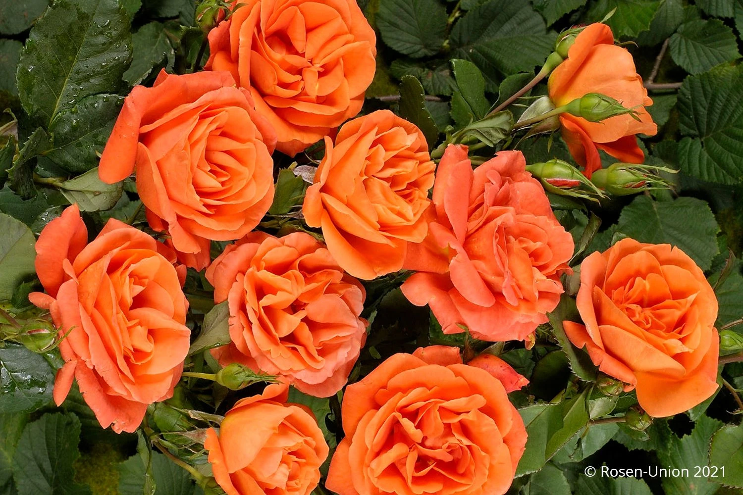 Rose 'Orange Dawn' (Kletterrose) – Bild 2