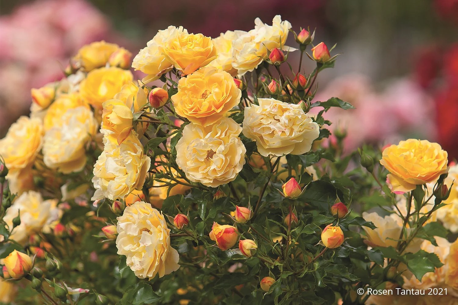 Rose 'Starlet®-Rose Lizzy' (Miniclimber)