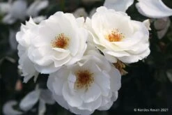 Rose 'Weiße Wolke' (Strauchrose)