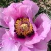 Paeonia Rockii 'Hui He' (Strauchpfingstrose 'Grauer Kranich')