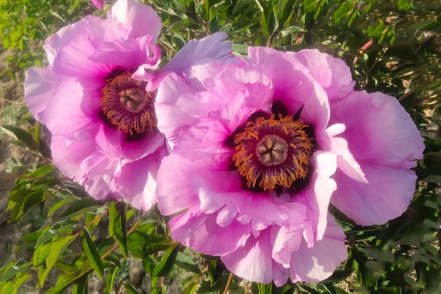 Paeonia Rockii 'Hui He' (Strauchpfingstrose 'Grauer Kranich') – Bild 2