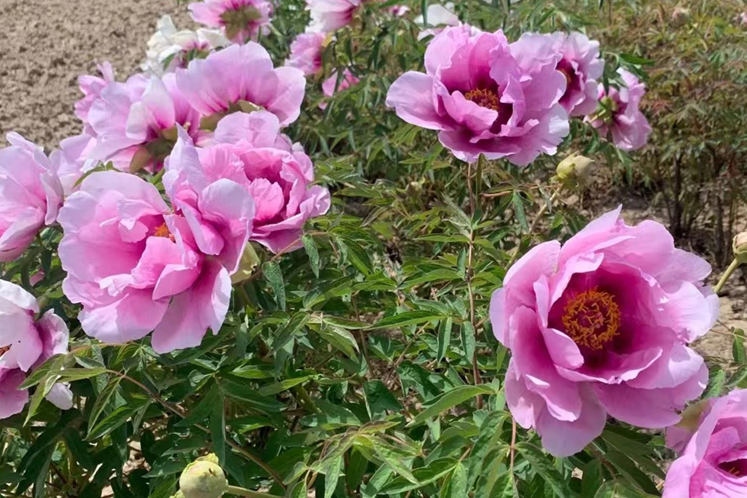 Paeonia Rockii 'Hui He' (Strauchpfingstrose 'Grauer Kranich') – Bild 3