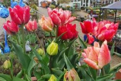 Tulpenmischung 'Peptalk' (Garten-Tulpenmischung)