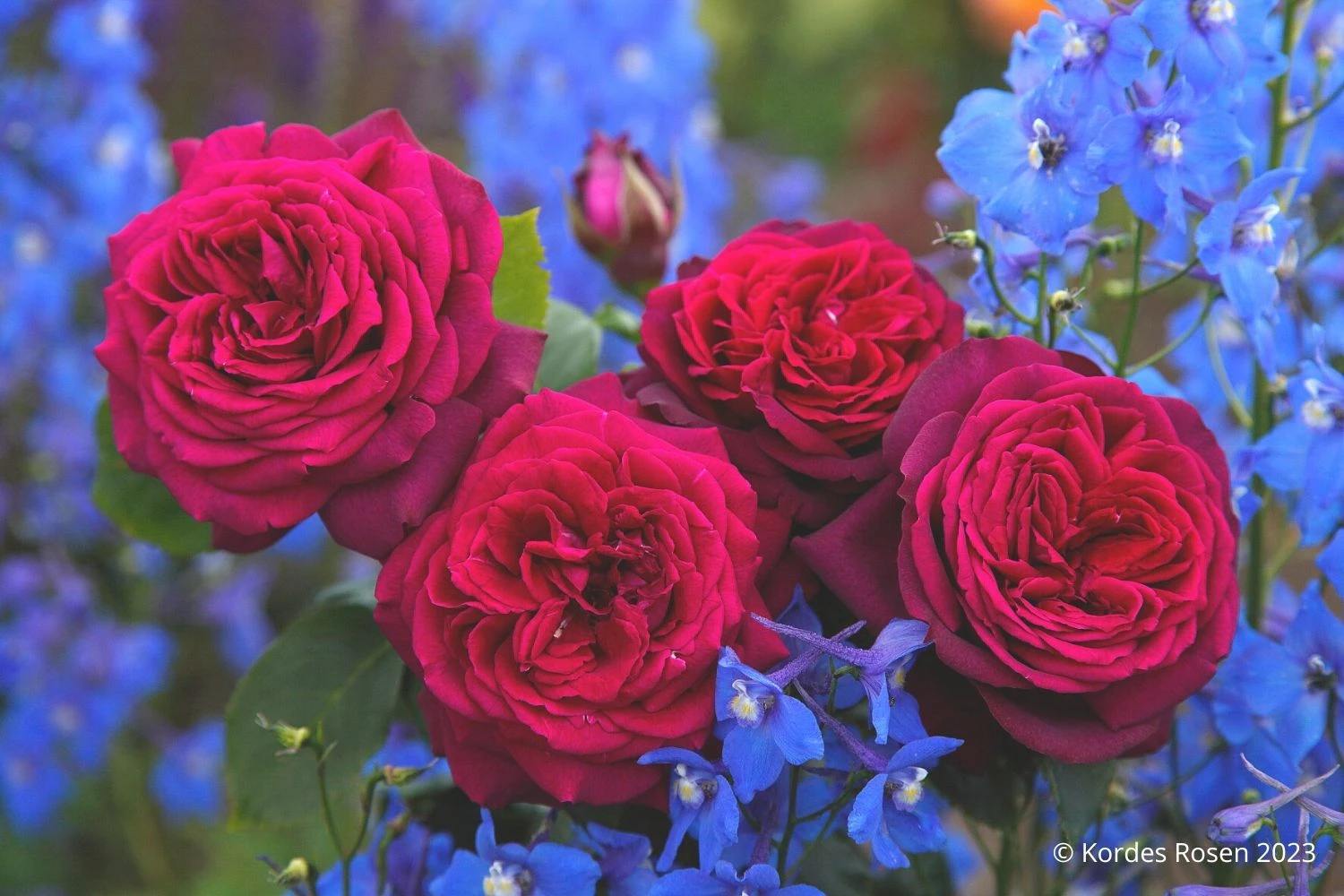 Rose 'Gräfin Diana' (Edelrose) – Bild 2