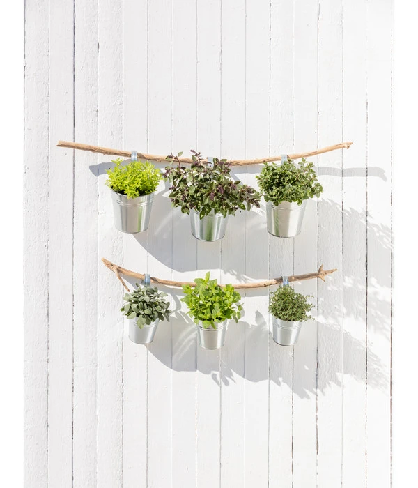 Dehner Gourmet Garten Salbei – Bild 2