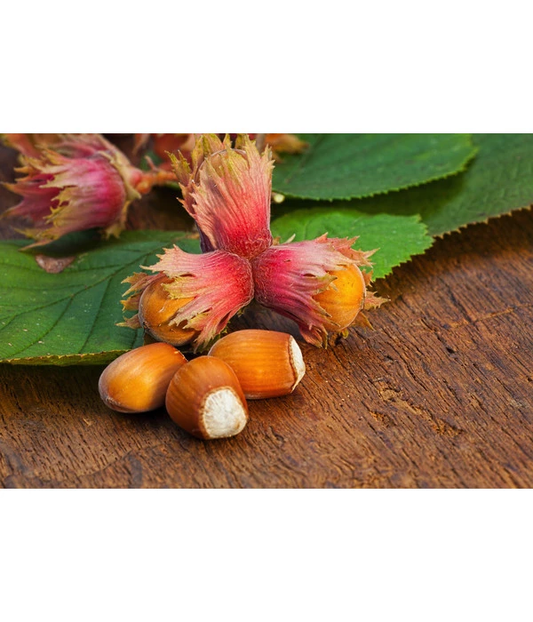 Dehner Haselnuss 'Rote Zellernuss' – Bild 3