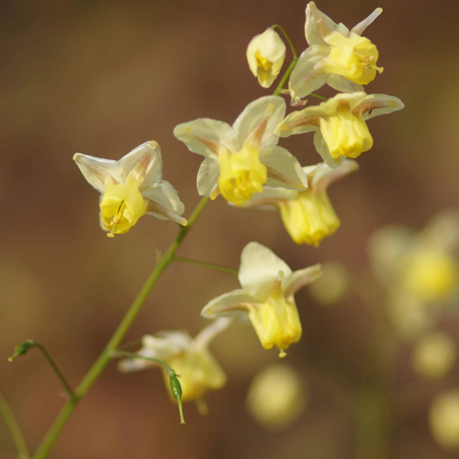 Epimedium X Versicolor 'Sulphureum' - Elfenblume – Bild 2