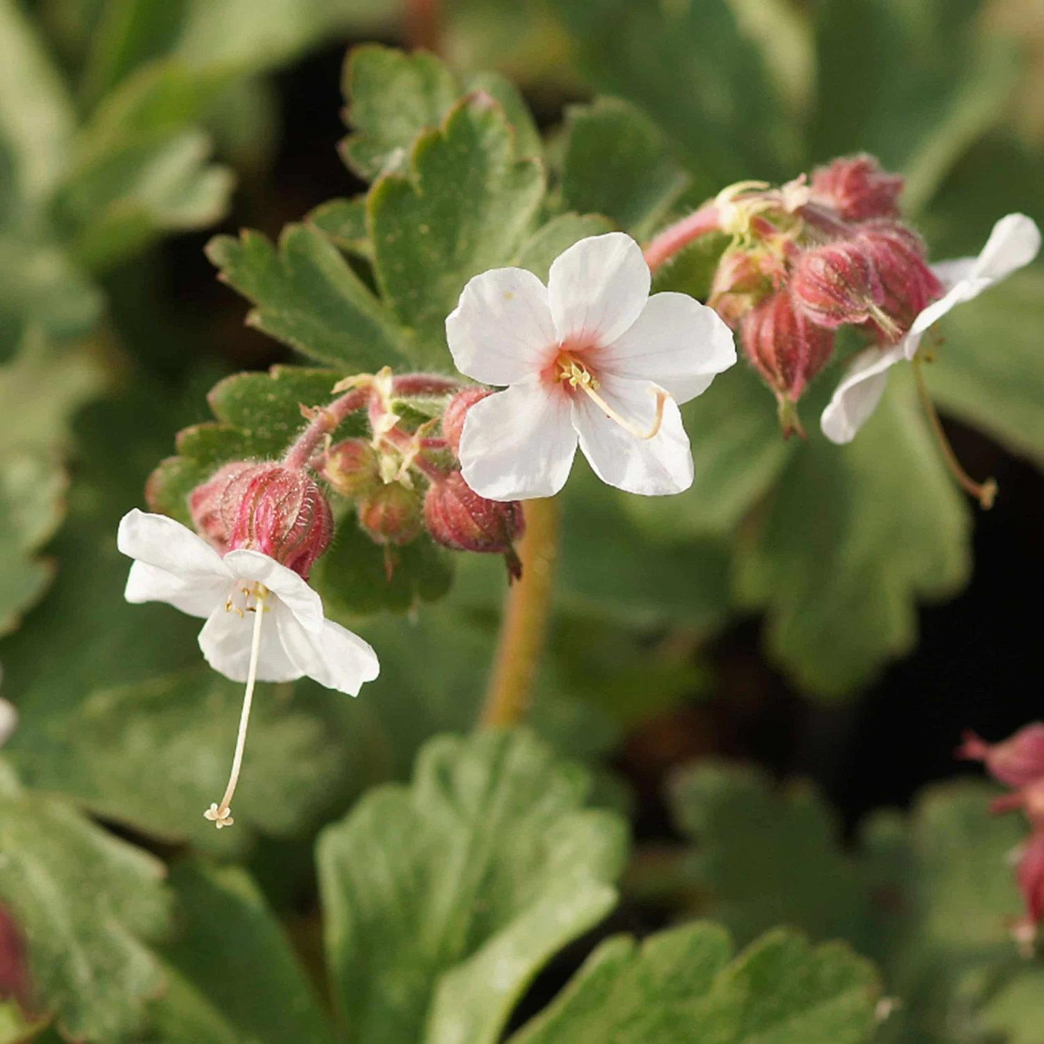 Geranium Macrorrhizum 'Spessart' - Balkan-Storchschnabel