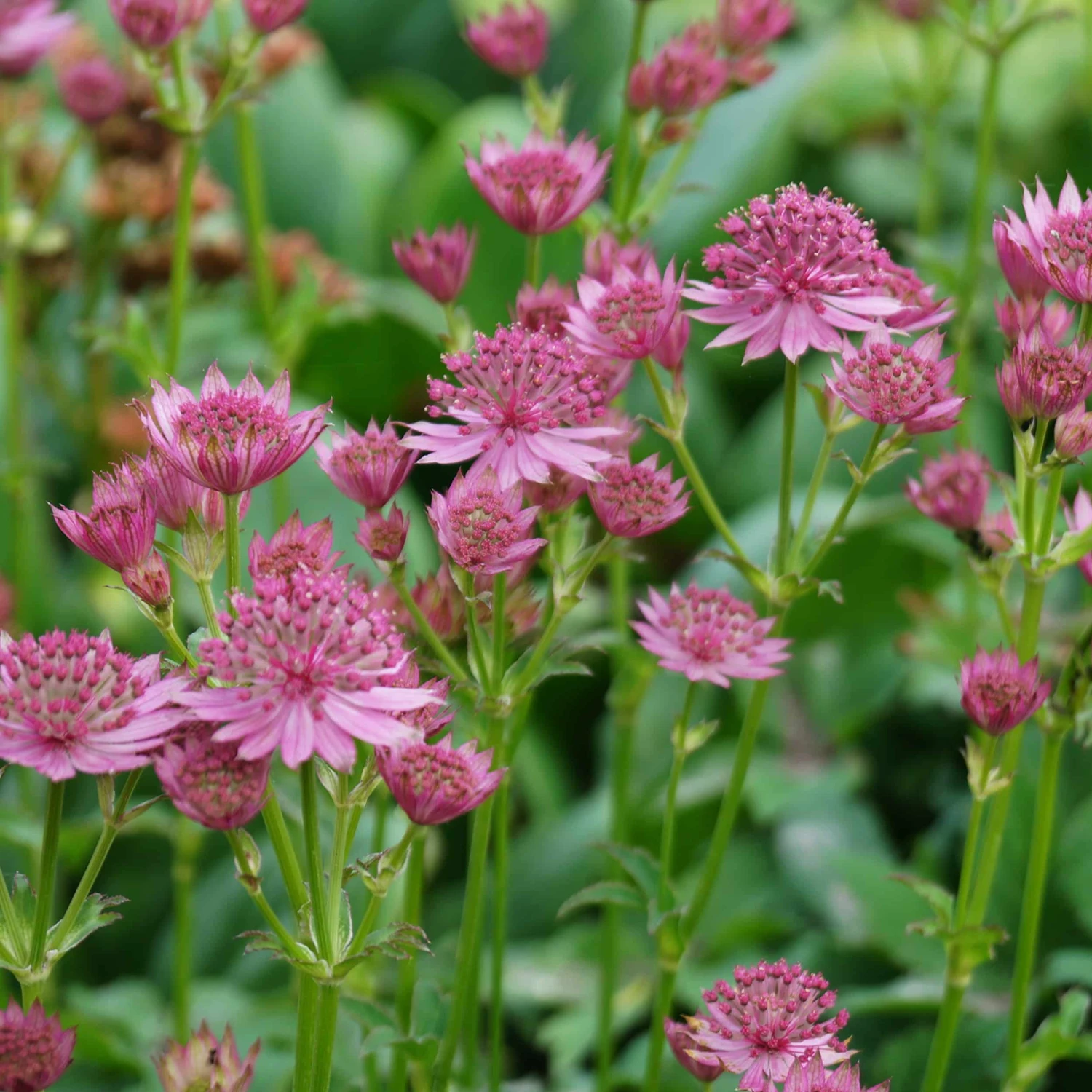 Astrantia Major 'Roma' ® - Sterndolde Im 9er Topf – Bild 2