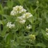 Centranthus Ruber 'Albus' - Weißblühende Spornblume