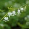 Dicentra Spectabilis 'Alba' - Tränendes Herz