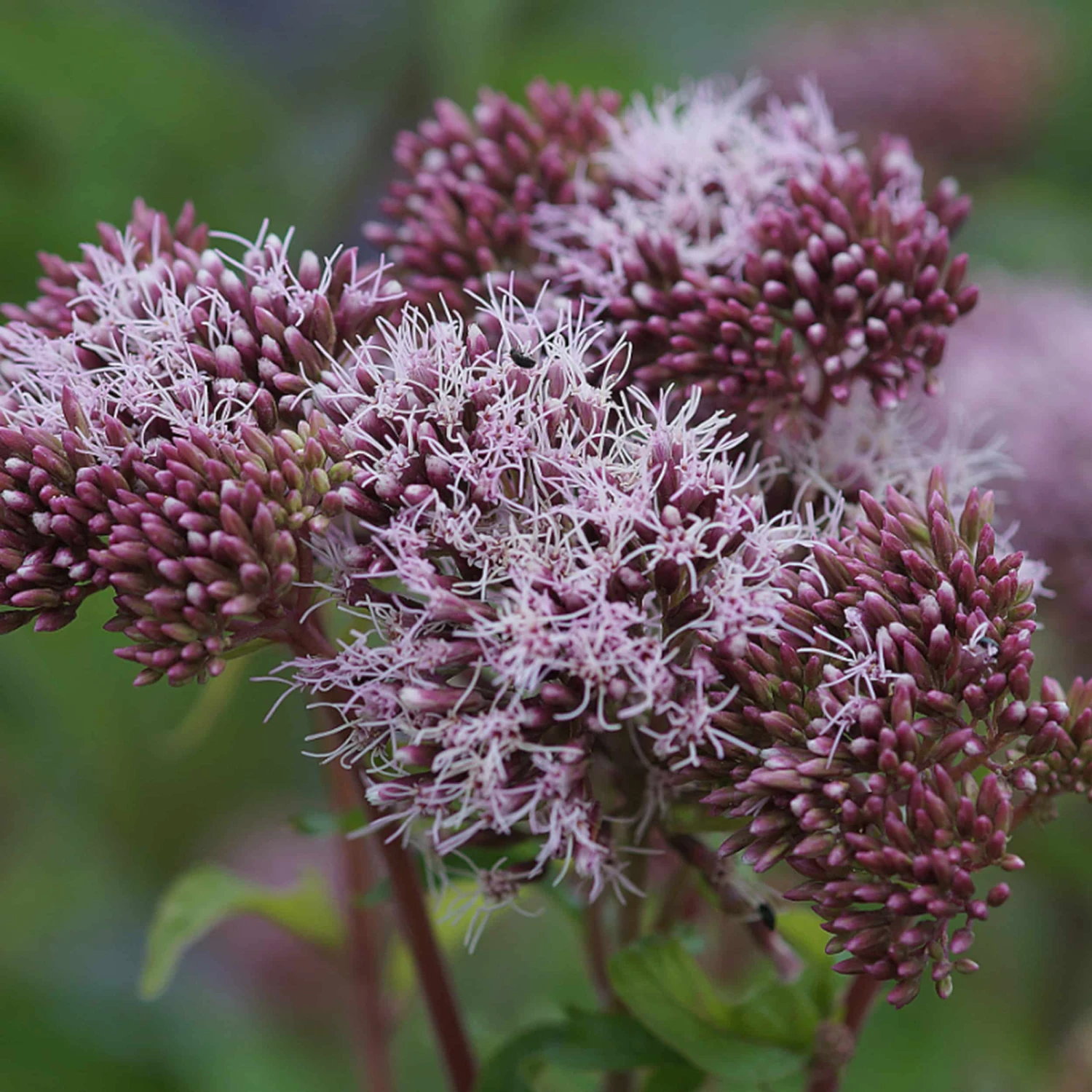 Eupatorium Cannabinum - Wasserdost