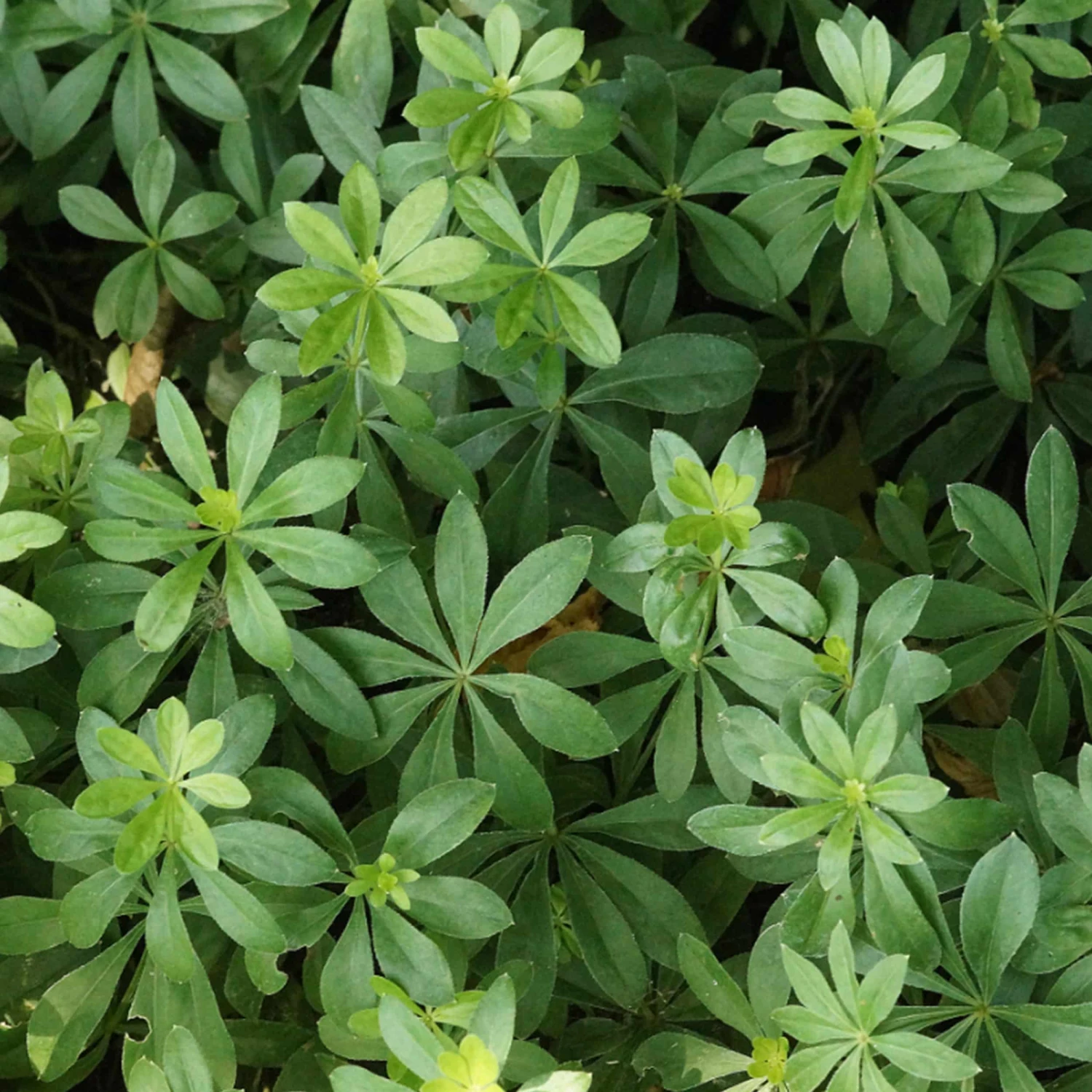 Galium (Asperula) Odoratum - Echter Waldmeister