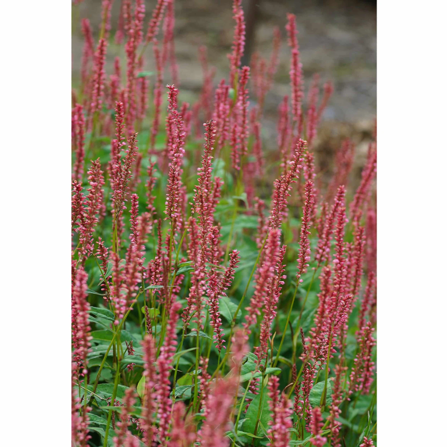 Bistorta Amplexicaulis 'Firedance' - Kerzenknöterich – Bild 2