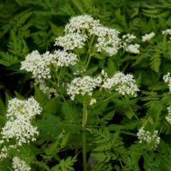 Myrrhis Odorata - Süßdolde