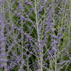 Perovskia Atriplicifolia 'Blue Spire' - Blauraute, Silberbusch