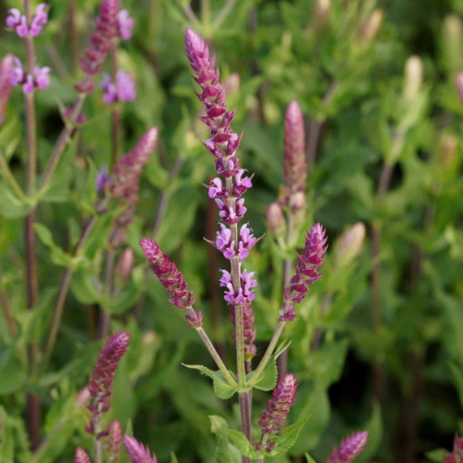 Salvia Nemorosa 'Amethyst' - Steppen-Salbei