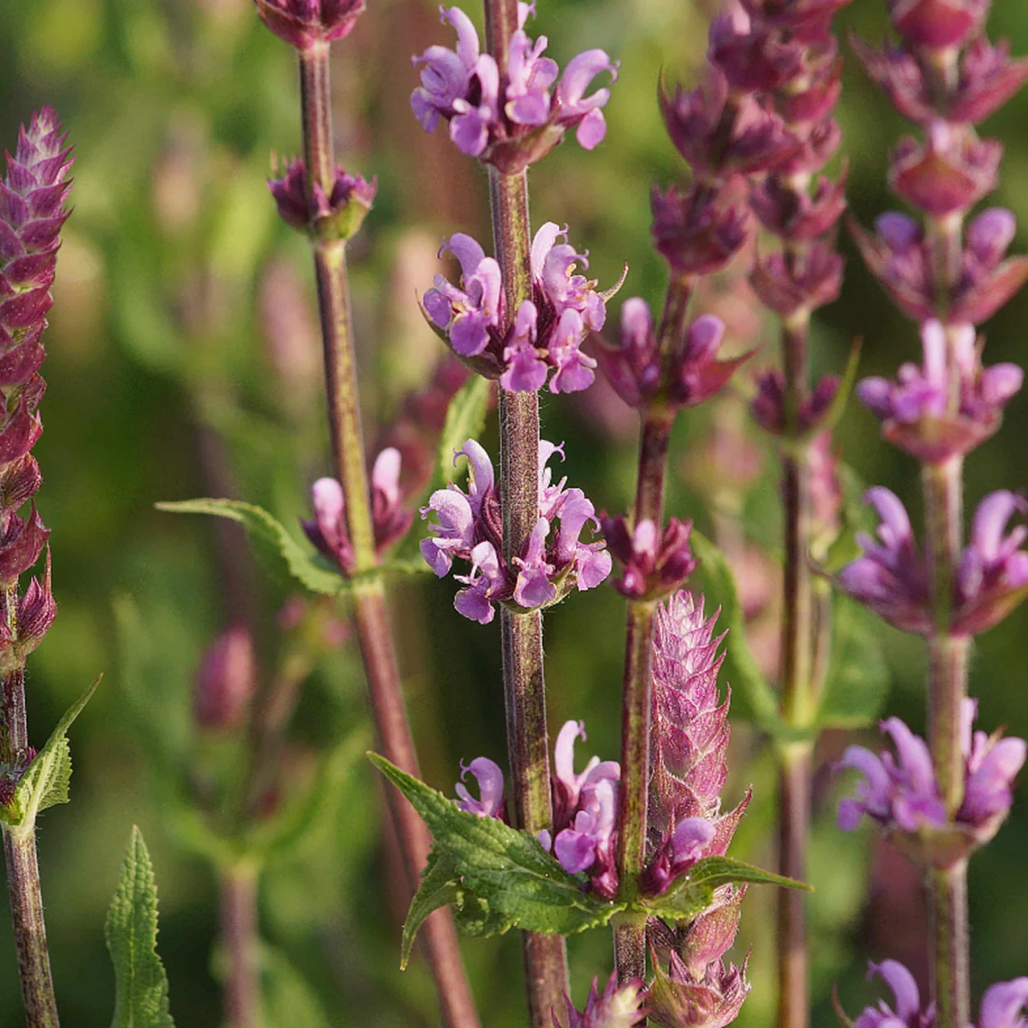 Salvia Nemorosa 'Amethyst' - Steppen-Salbei – Bild 2