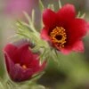 Pulsatilla Vulgaris 'Rote Glocke' - Küchenschelle