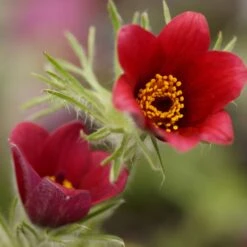 Pulsatilla Vulgaris 'Rote Glocke' - Küchenschelle