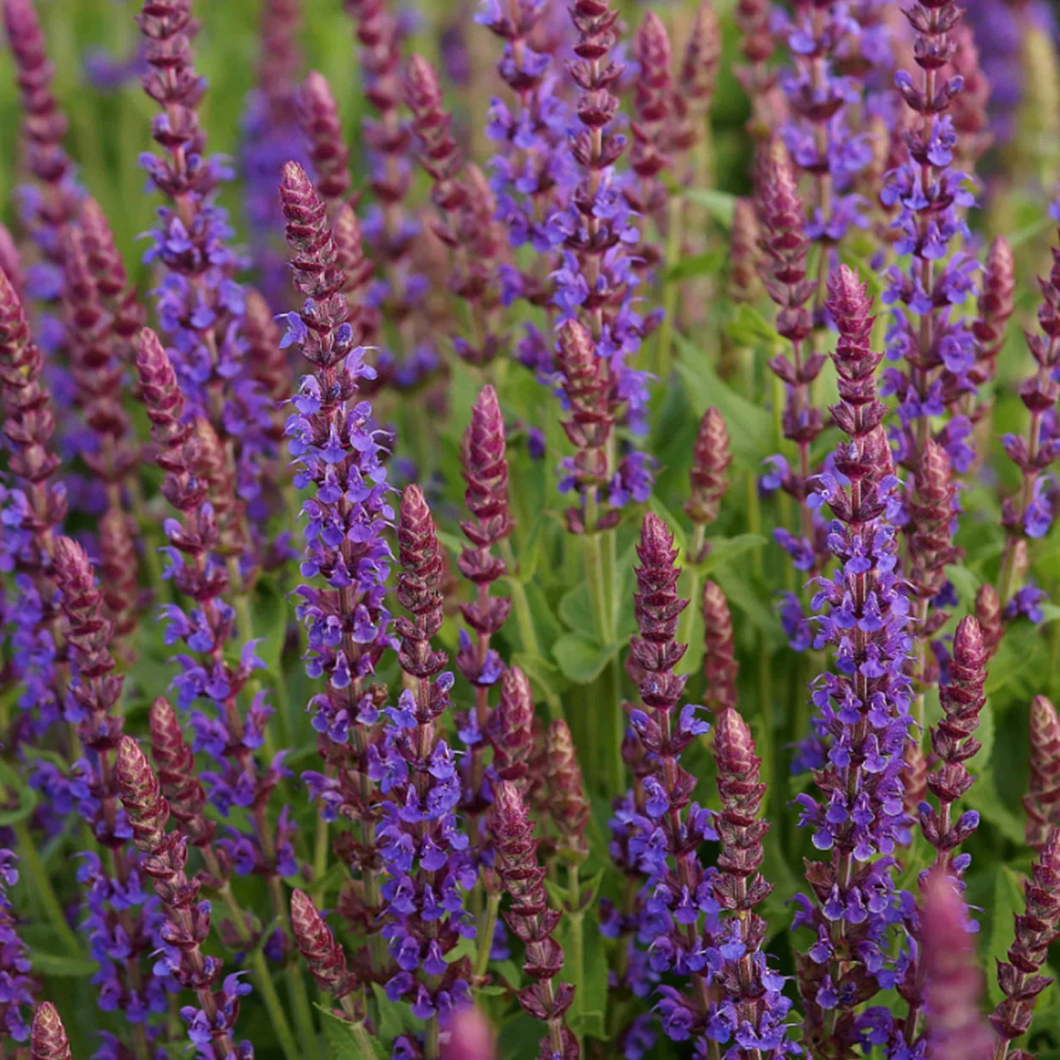 Salvia Nemorosa 'Ostfriesland' - Steppen-Salbei