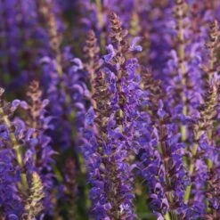 Salvia Nemorosa 'Rügen' - Steppen-Salbei