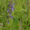 Salvia Pratensis - Wiesensalbei