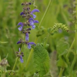 Salvia Pratensis - Wiesensalbei