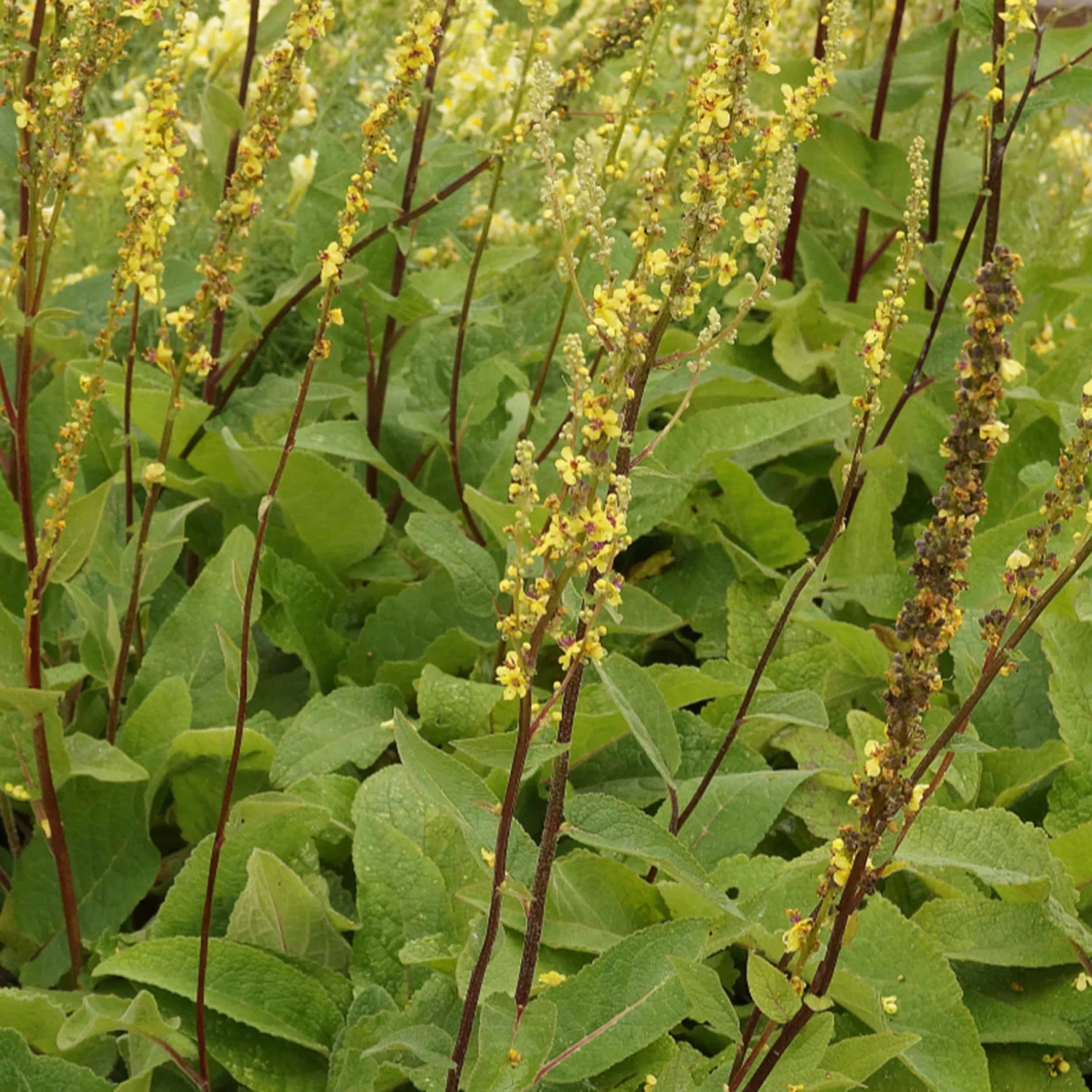Verbascum Nigrum - Dunkle Königskerze – Bild 2