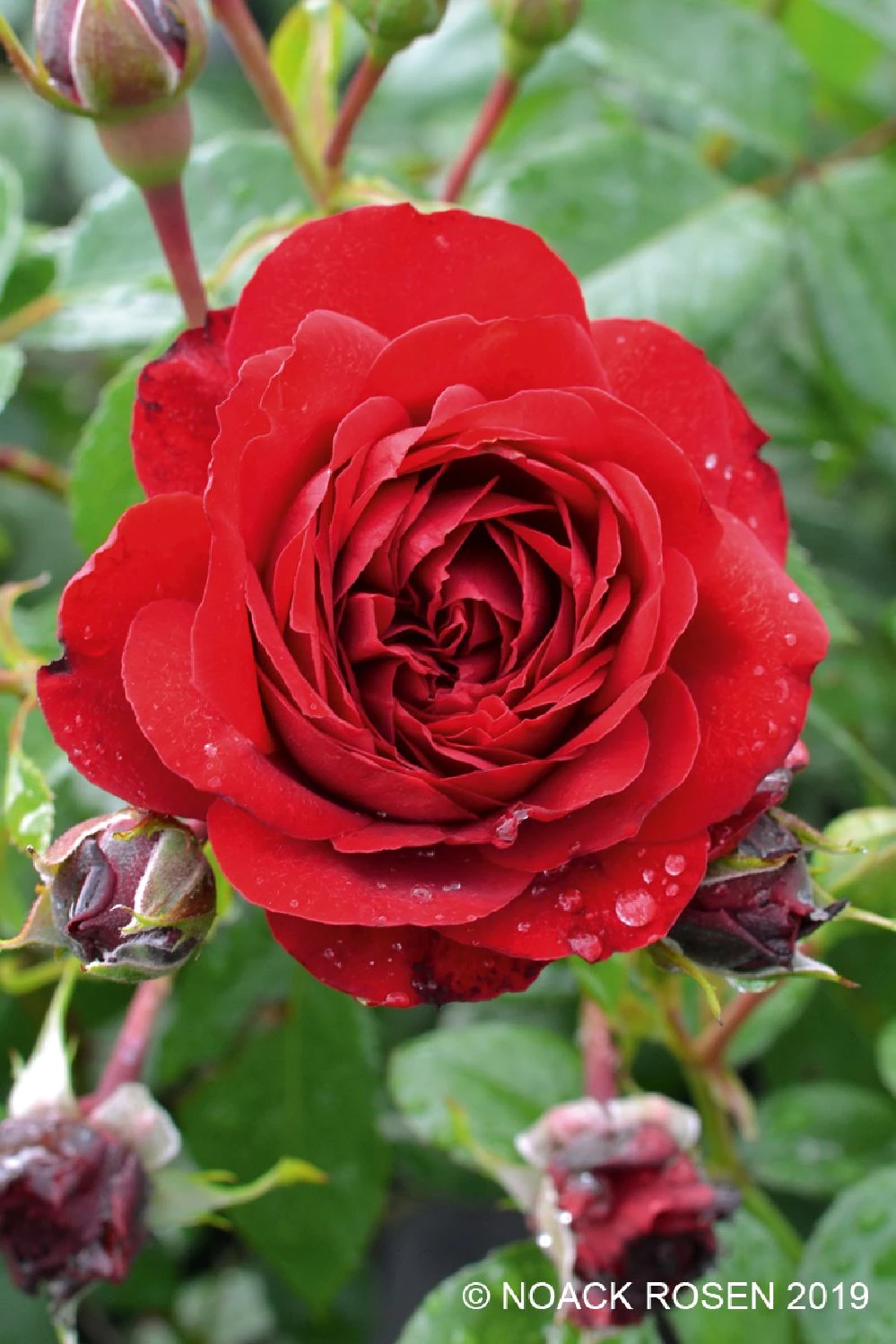 Rose 'Belkanto' (Kletterrose)