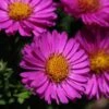 Aster Dumosus-Hybr. 'Starlight' - Kissenaster