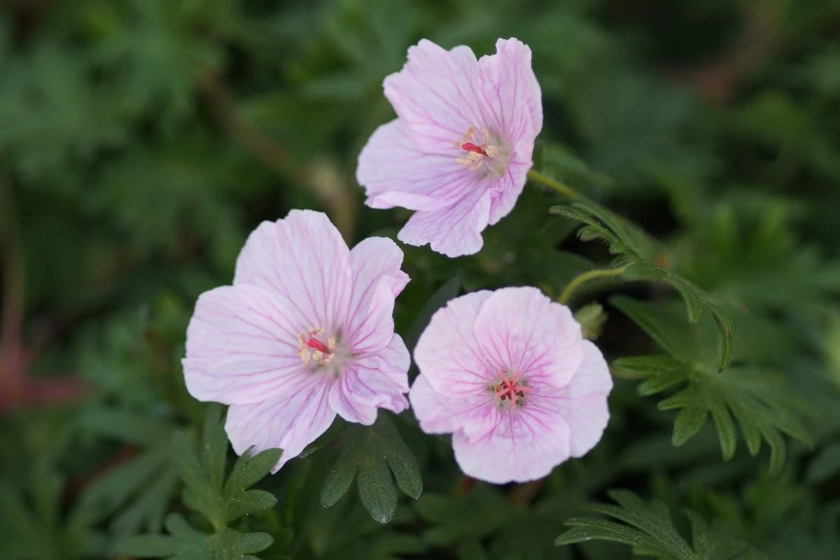 Geranium Sanguineum 'Apfelblüte' - Garten-Blutstorchschnabel – Bild 3